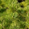 Pinus strobus radiata -- Zwerg Weymouths Kiefer